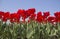 Tulip field in Holland