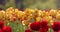 Tulip field in Holland Michigan, Colorful yellow and red tulips in the field swaying to the breeze