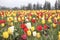 Tulip field with multiple kinds of tulips with different colors