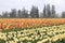 Tulip field with multiple kinds of tulips with different colors