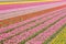 tulip field near Noordwijk, Netherlands