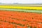 tulip field, Netherlands