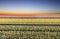 Tulip field in the Netherlands