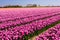 Tulip field in the Netherlands. Rural spring landscape with flowers