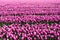 Tulip field in the Netherlands. Rural spring landscape with flowers