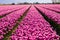 Tulip field in the Netherlands. Rural spring landscape with flowers