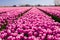 Tulip field in the Netherlands. Rural spring landscape with flowers