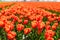 Tulip field in the Netherlands. Rural spring landscape with flowers