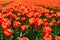 Tulip field in the Netherlands. Rural spring landscape with flowers