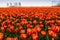 Tulip field in the Netherlands. Rural spring landscape with flowers