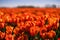 Tulip field in the Netherlands. Rural spring landscape with flowers