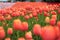 Tulip field orange