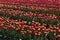 Tulip field, red and yellow flowers in spring