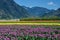 Tulip field in sea bird island