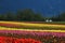 Tulip field in spring