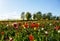 Tulip field in the Spring time