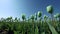 Tulip field in springtime. Green tulips in the field