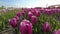 Tulip Field on a Sunny Day - A Video of Natureâ€™s Beauty