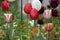 Tulip field Tulipa