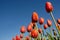 Tulip fields