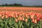 tulip fields Holland Russia