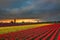 Tulip Fields, Mt. Vernon, Washington State