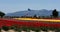 Tulip fields. Multicolored stripes of flowers.