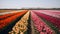Tulip fields in the Netherlands. Colorful tulips in spring