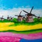 Tulip Fields in Netherlands, oil painting.