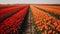 Tulip fields in the netherlands in spring. Colorful tulip fields.