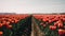 Tulip fields in the Netherlands. Spring landscape with red tulips.