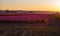 Tulip fields at sunset
