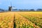 Tulip fields and windmill in Holland, Netherlands.