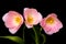 Tulip Floral Arrangement