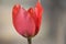 A tulip after flourishing from a spring garden petal - the tulip cup