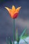 Tulip flower