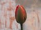 Tulip flower on abstract background is a symbol of love.
