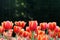 Tulip flower background, Colorful tulips meadow nature in spring