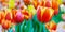 Tulip flower background, Colorful tulips meadow nature in spring