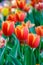 Tulip flower background, Colorful tulips meadow nature in spring