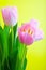 Tulip flower blooming studio quality light