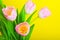 Tulip flower blooming studio quality light
