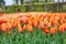 Tulip flower bulb field in garden, spring season in Lisse Netherlands