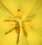 Tulip flower close up. Macro photo of center part of yellow tulip flower with stamen. Spring floral background