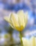 Tulip, flower closeup and nature outdoor with environment, Spring and natural background. Ecology, landscape or