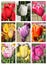 Tulip flower collage