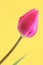 Tulip Flower Easter / Mothers Card - Stock Photo