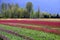 Tulip flower farm