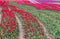 Tulip flower Field