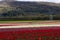 Tulip Flower Field